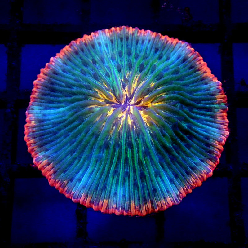 ULTRA Plate Coral WYSIWYG F7029