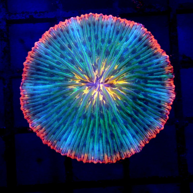 ULTRA Plate Coral WYSIWYG F7029