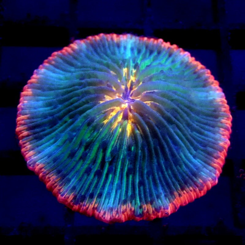 ULTRA Plate Coral WYSIWYG F7029