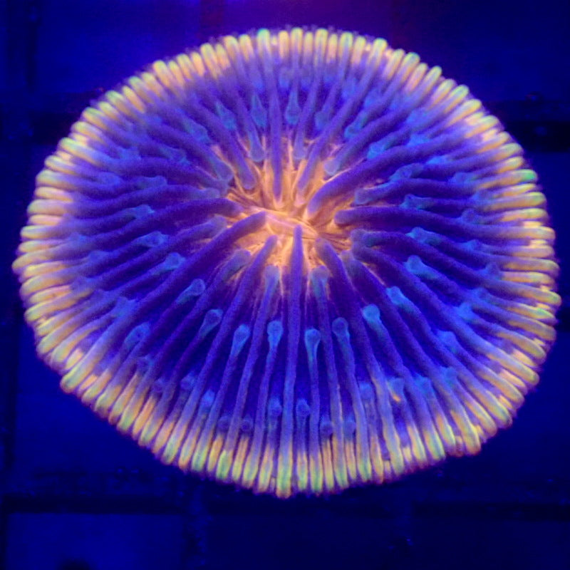 ULTRA Plate Coral WYSIWYG F4063