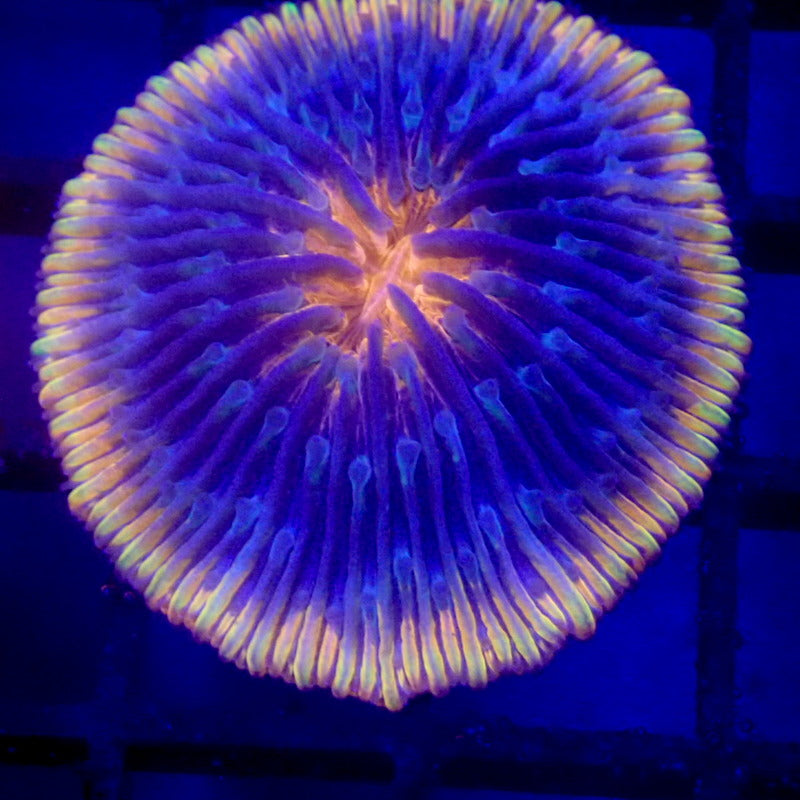 ULTRA Plate Coral WYSIWYG F4063