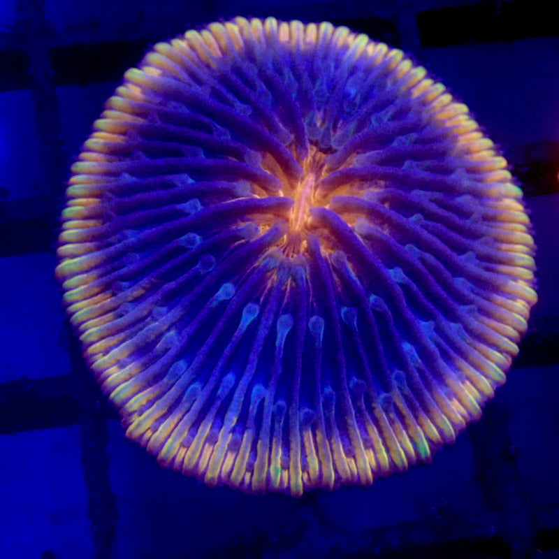 ULTRA Plate Coral WYSIWYG F4063