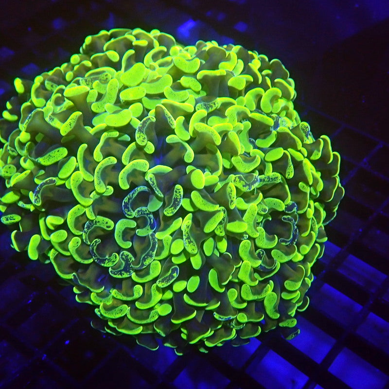 UNIQUE Gold Stem Neon Splatter Tip Hammer Coral WYSIWYG Hammer 1134