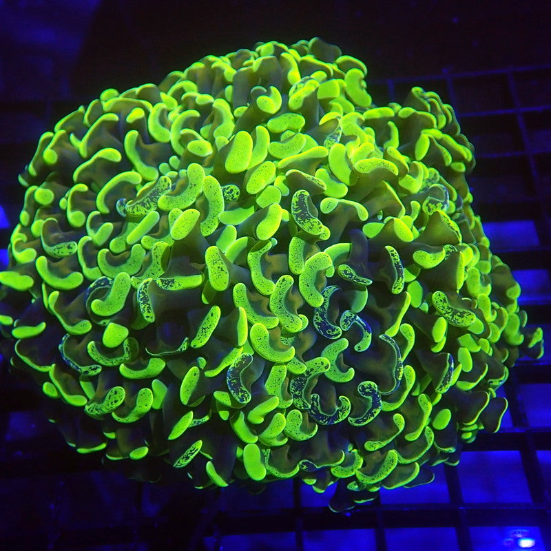 UNIQUE Gold Stem Neon Splatter Tip Hammer Coral WYSIWYG Hammer 1134