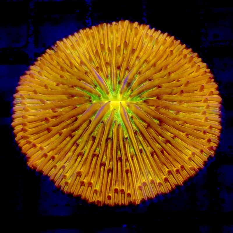 GREEN Mouth Orange Plate Coral WYSIWYG F7085