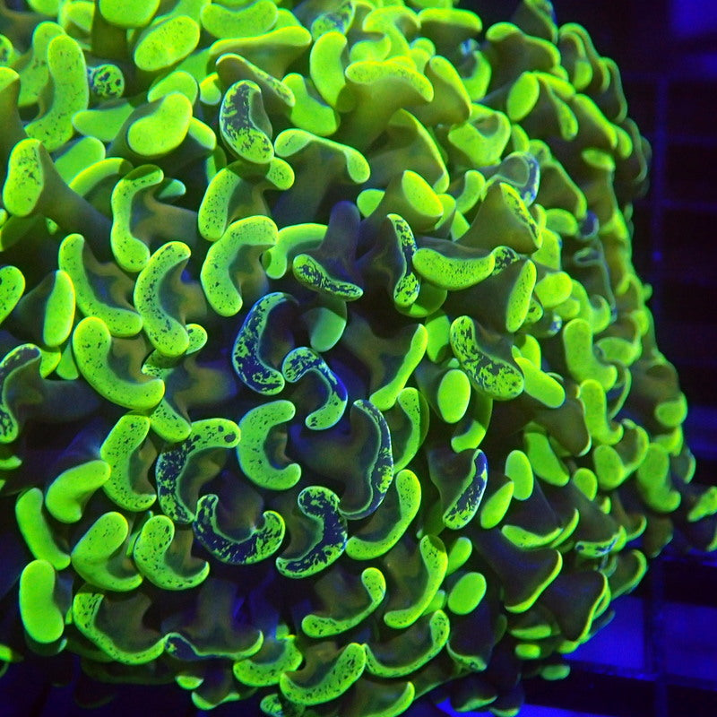 UNIQUE Gold Stem Neon Splatter Tip Hammer Coral WYSIWYG Hammer 1134