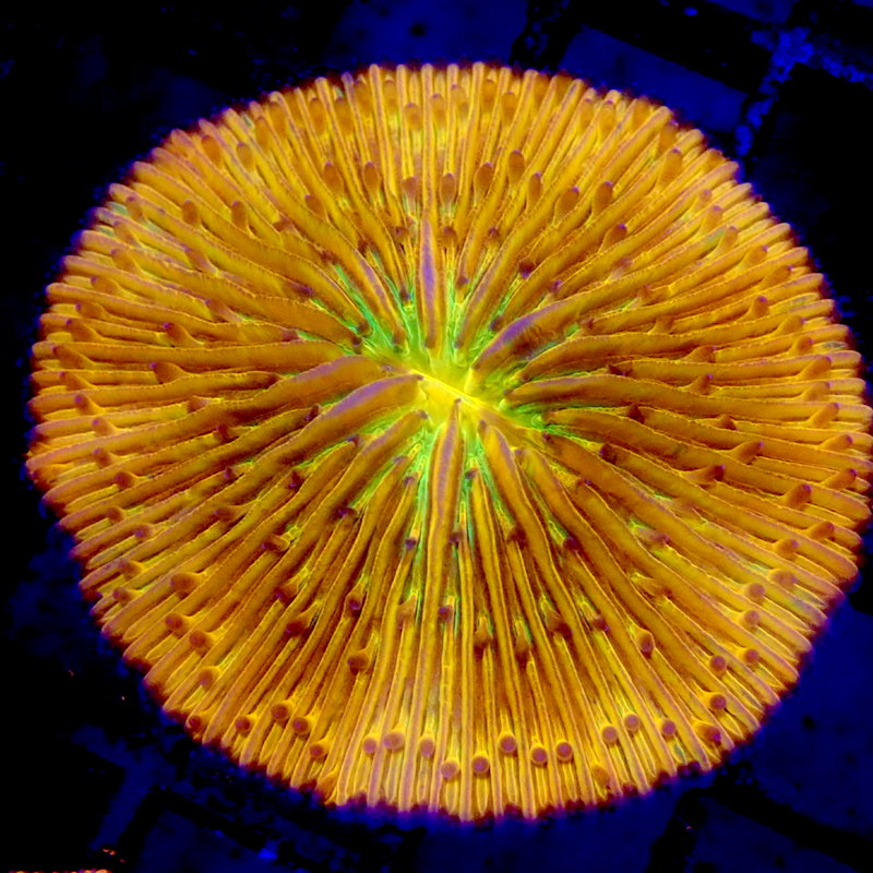 GREEN Mouth Orange Plate Coral WYSIWYG F7085