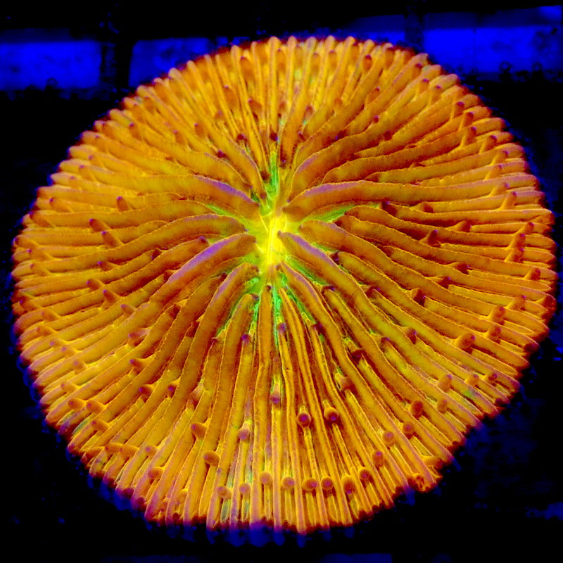 GREEN Mouth Orange Plate Coral WYSIWYG F7085