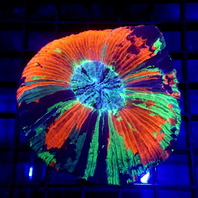 ULTRA Trachyphyllia Brain Coral WYSIWYG Trachy 1167