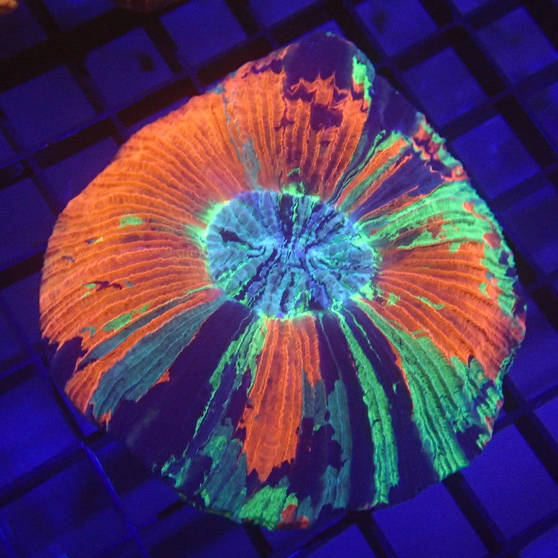 ULTRA Trachyphyllia Brain Coral WYSIWYG Trachy 1167