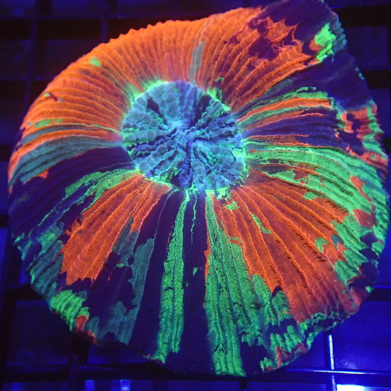 ULTRA Trachyphyllia Brain Coral WYSIWYG Trachy 1167