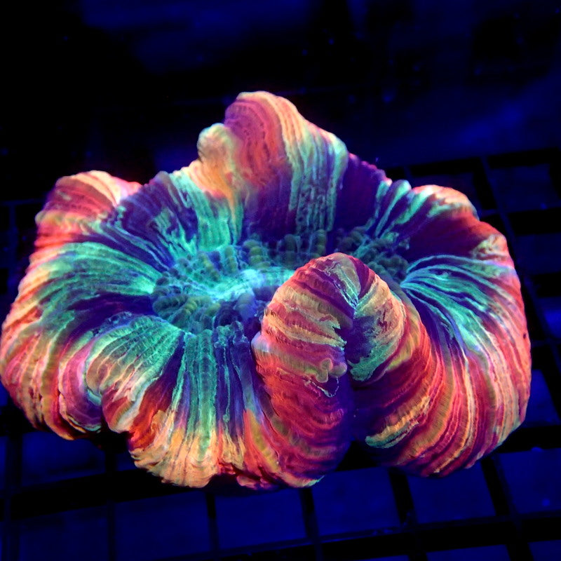 Rainbow Trachyphyllia Brain Coral WYSIWYG Trachy 1139