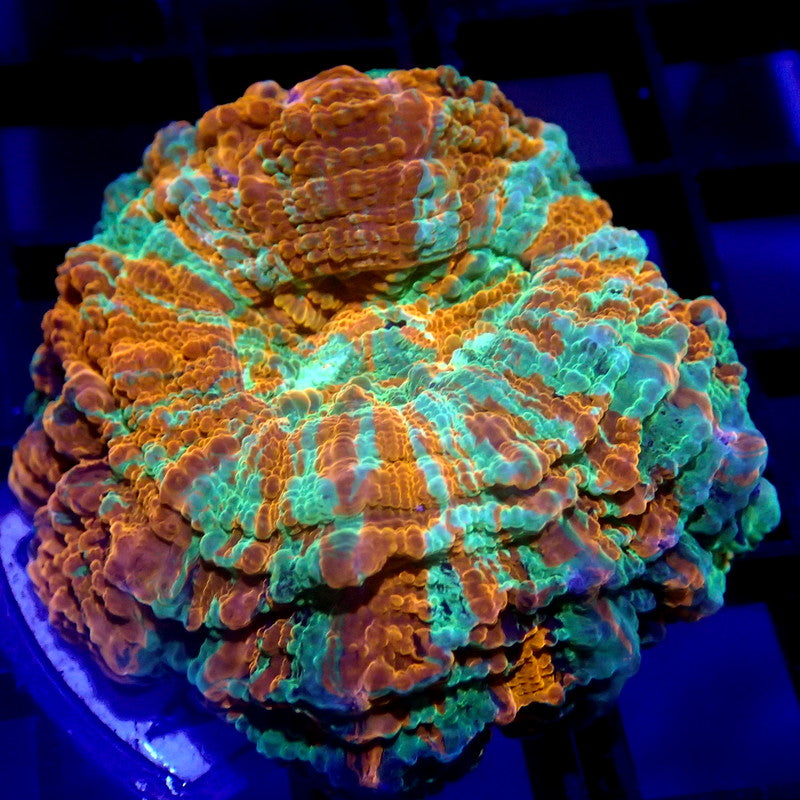 MINI Acanthophyllia Meat Coral 1.5" WYSIWYG A6010