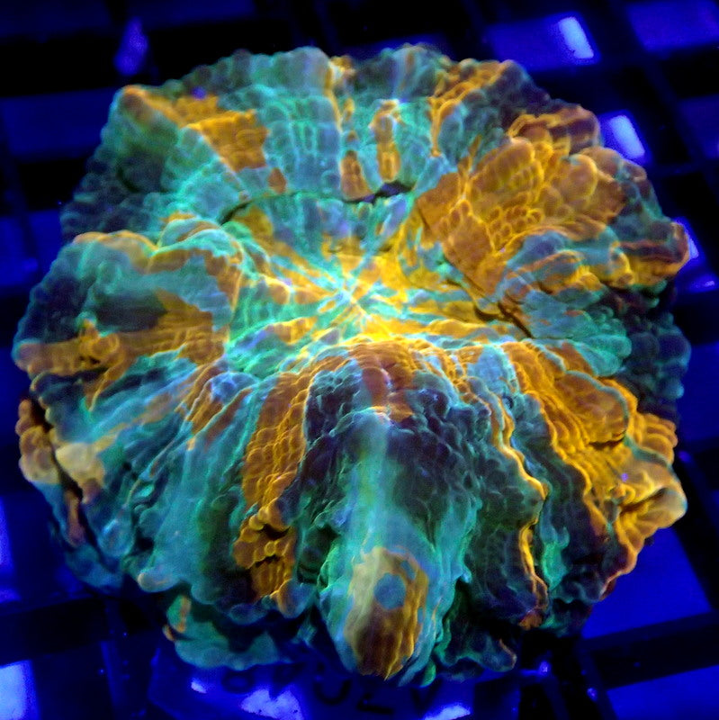 Acanthophylia Meat Coral TINY WYSIWYG A7048