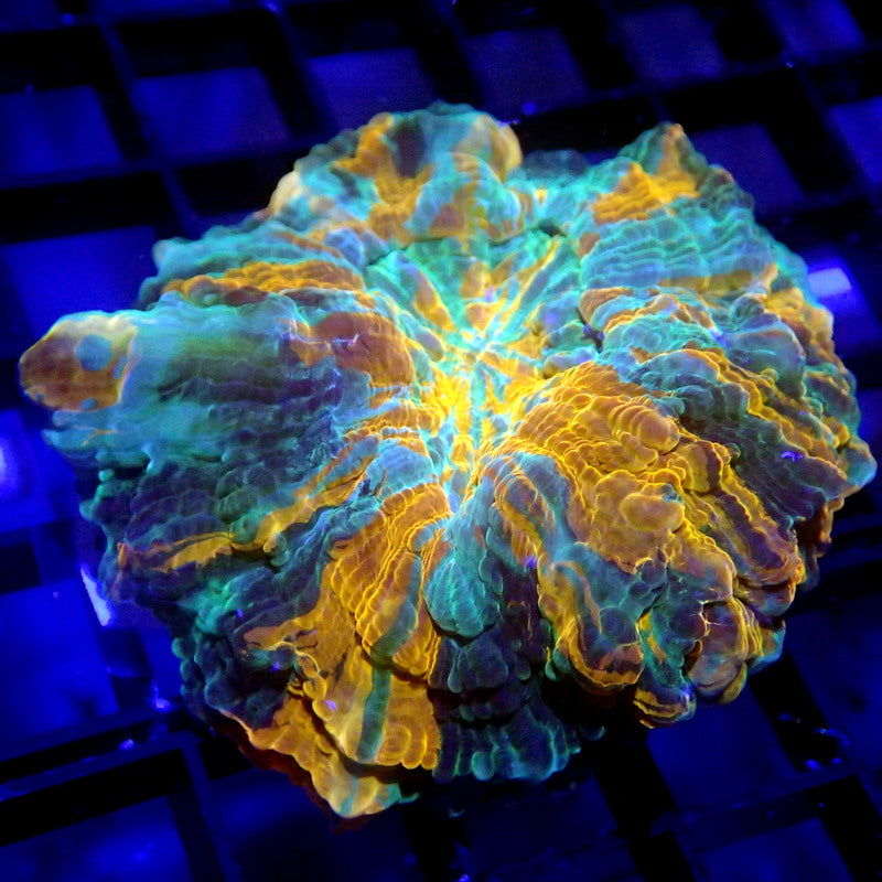 Acanthophylia Meat Coral TINY WYSIWYG A7048