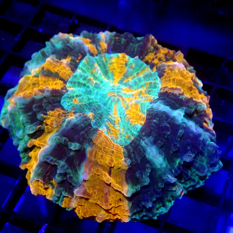 Orange & Green Acanthophyllia Meat Coral WYSIWYG A7058