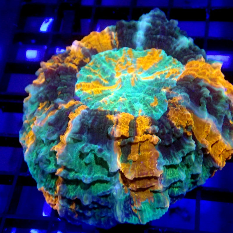 Orange & Green Acanthophyllia Meat Coral WYSIWYG A7058