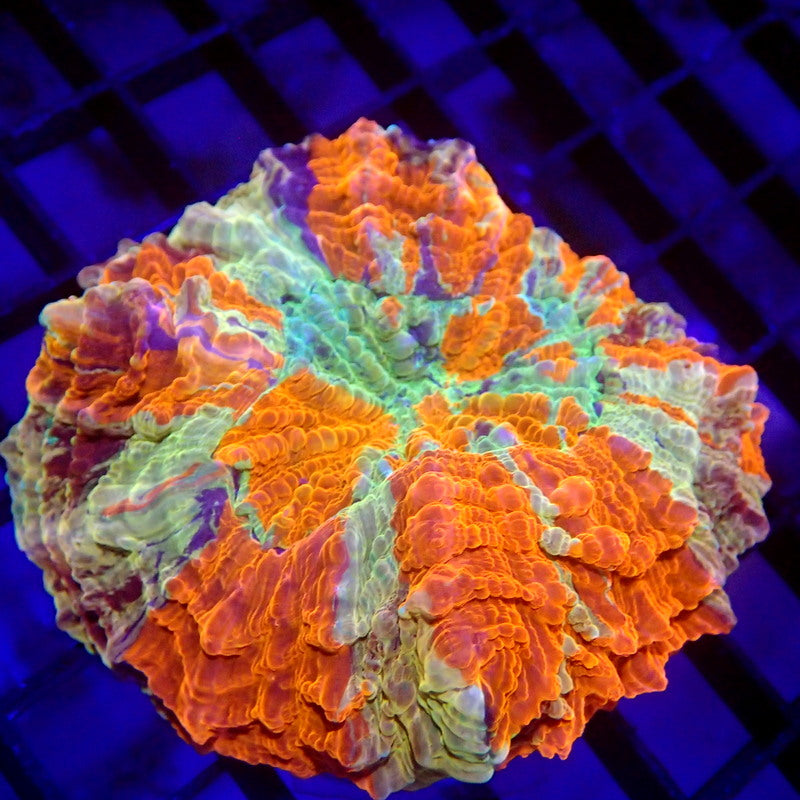 Unique Purple Stripe Acanthophyllia Meat Coral WYSIWYG A6027