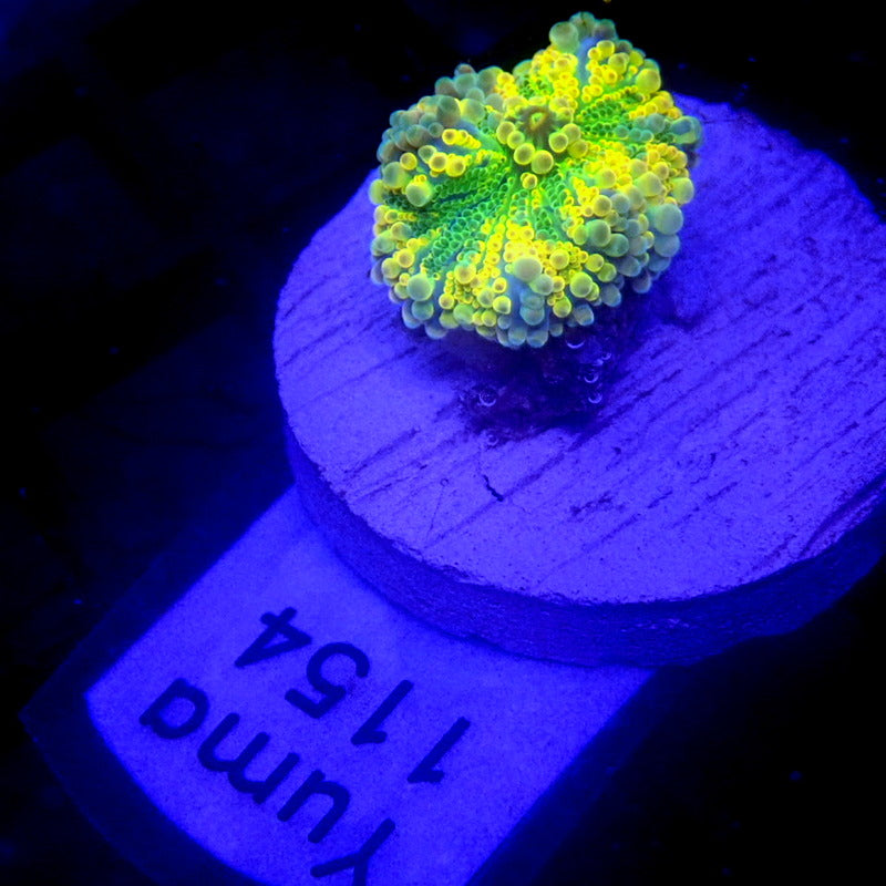 BRIGHT Yellow Yuma Mushroom WYSIWYG Yuma 1154