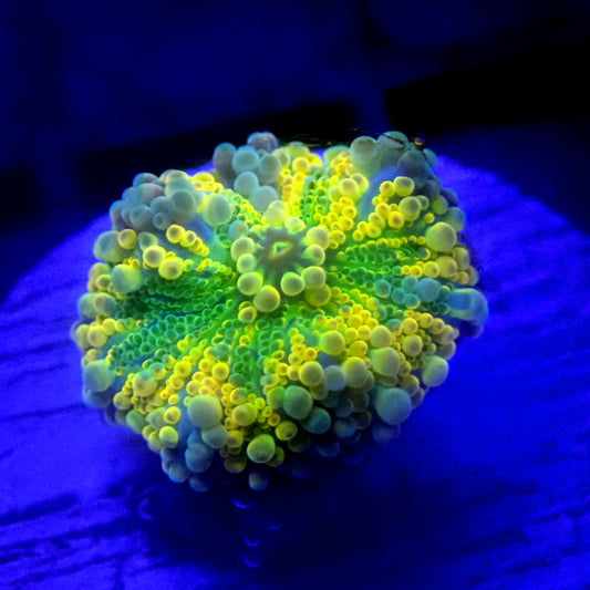 BRIGHT Yellow Yuma Mushroom WYSIWYG Yuma 1154