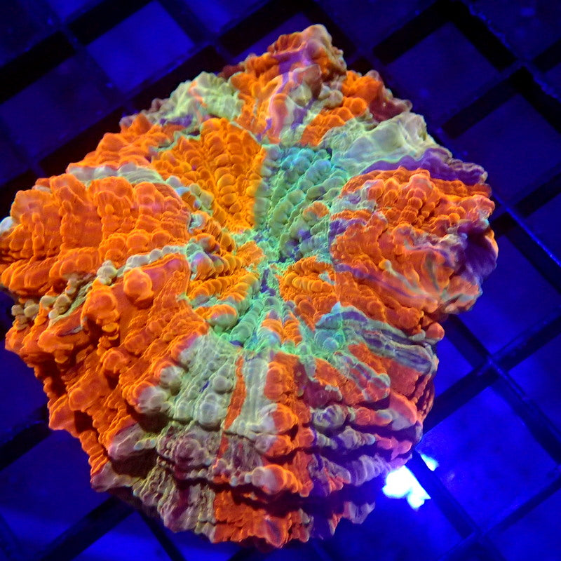 Unique Purple Stripe Acanthophyllia Meat Coral WYSIWYG A6027