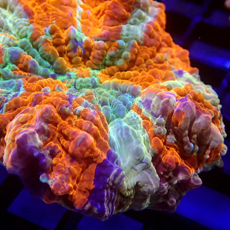 Unique Purple Stripe Acanthophyllia Meat Coral WYSIWYG A6027