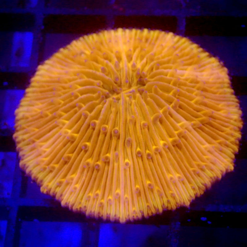Neon Orange Plate Coral WYSIWYG F3188