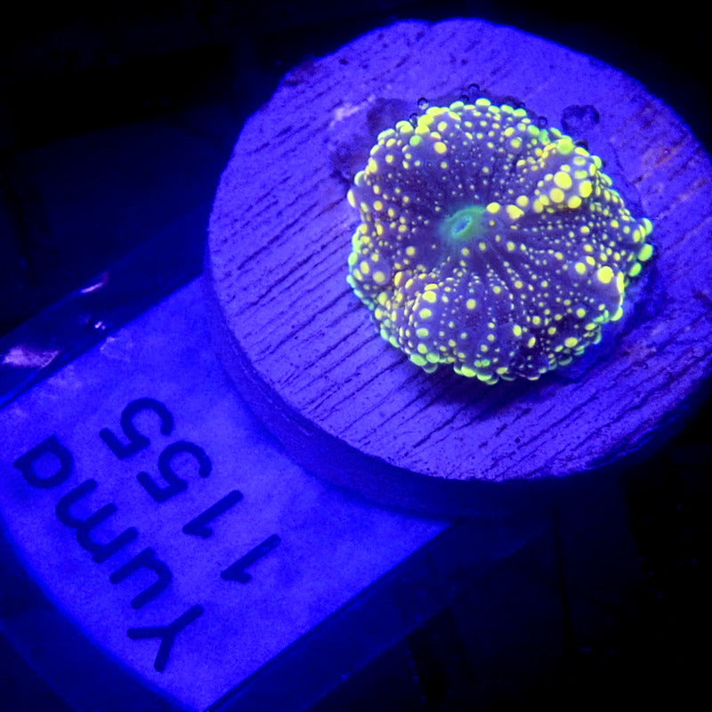 Orange Yuma Mushroom WYSIWYG Yuma 1155