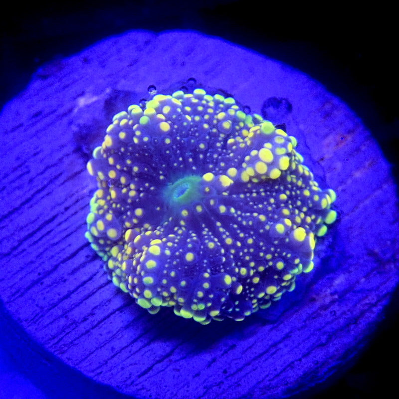 Orange Yuma Mushroom WYSIWYG Yuma 1155