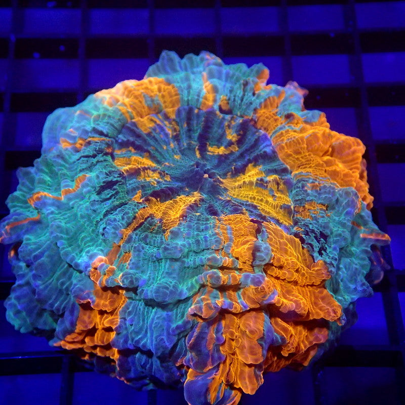 Blue & Orange Acanthophyllia Meat Coral WYSIWYG A6018