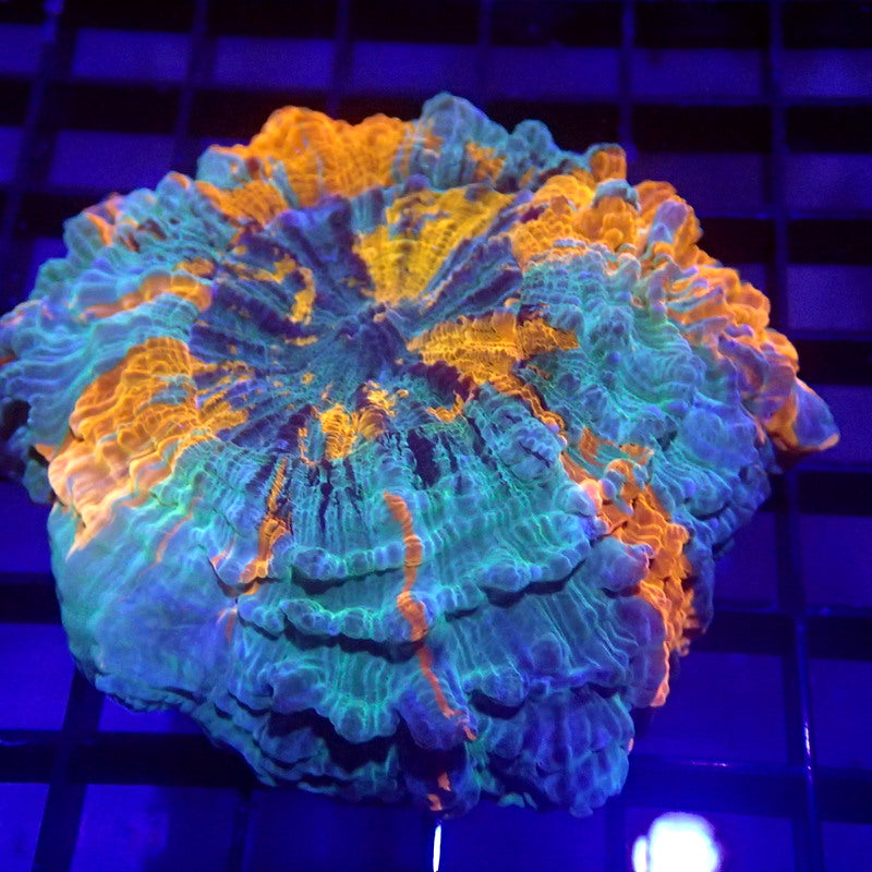Blue & Orange Acanthophyllia Meat Coral WYSIWYG A6018