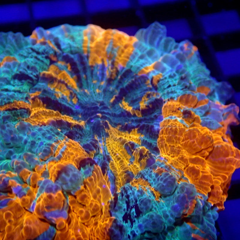 Blue & Orange Acanthophyllia Meat Coral WYSIWYG A6018