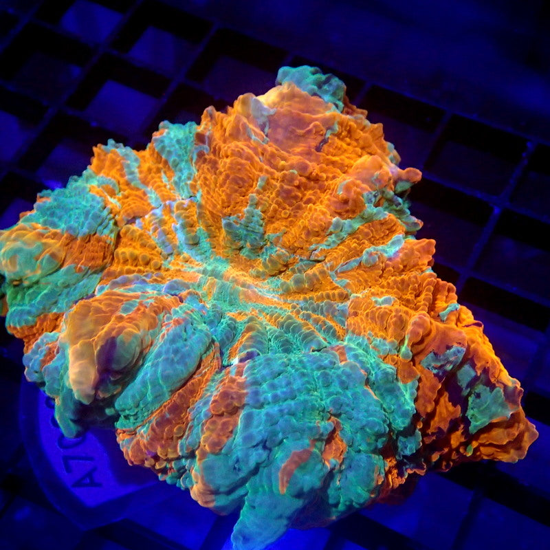 Orange & Teal Acanthophyllia Meat Coral WYSIWYG A7062