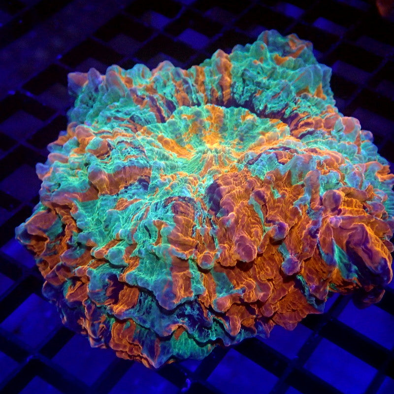 ULTRA Acanthophyllia Meat Coral WYSIWYG A6002