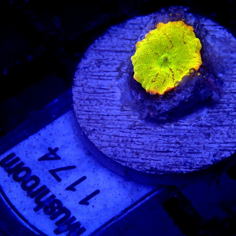 Yellow Jawbreaker Mushroom WYSIWYG Mushroom 1174