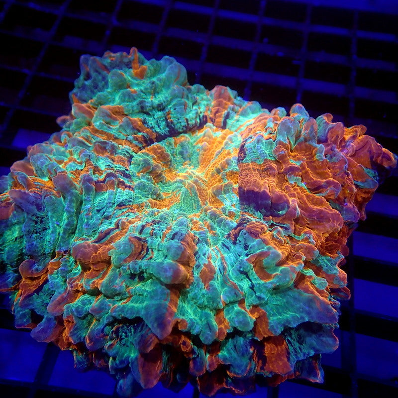 ULTRA Acanthophyllia Meat Coral WYSIWYG A6002