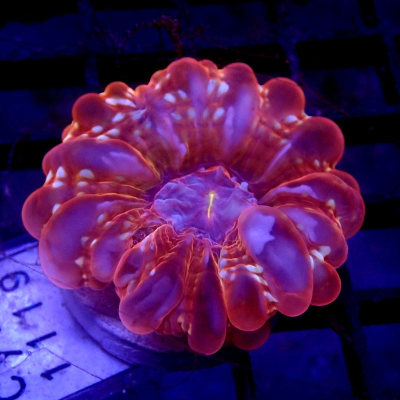 ULTRA Cynarina Coral Small WYSIWYG Cyna 1119