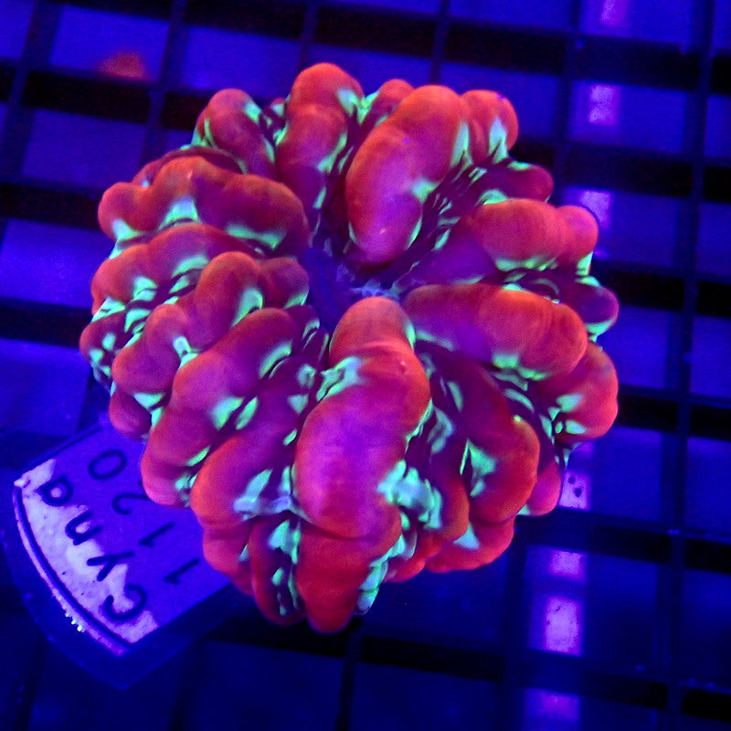 ULTRA Purple & Green Cynarina Small WYSIWYG Cyna 1120