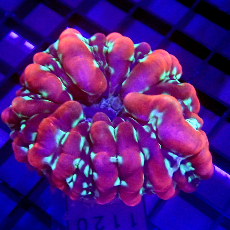 ULTRA Purple & Green Cynarina Small WYSIWYG Cyna 1120