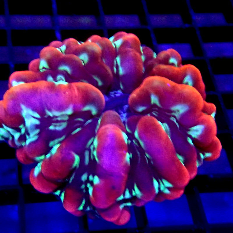 ULTRA Purple & Green Cynarina Small WYSIWYG Cyna 1120