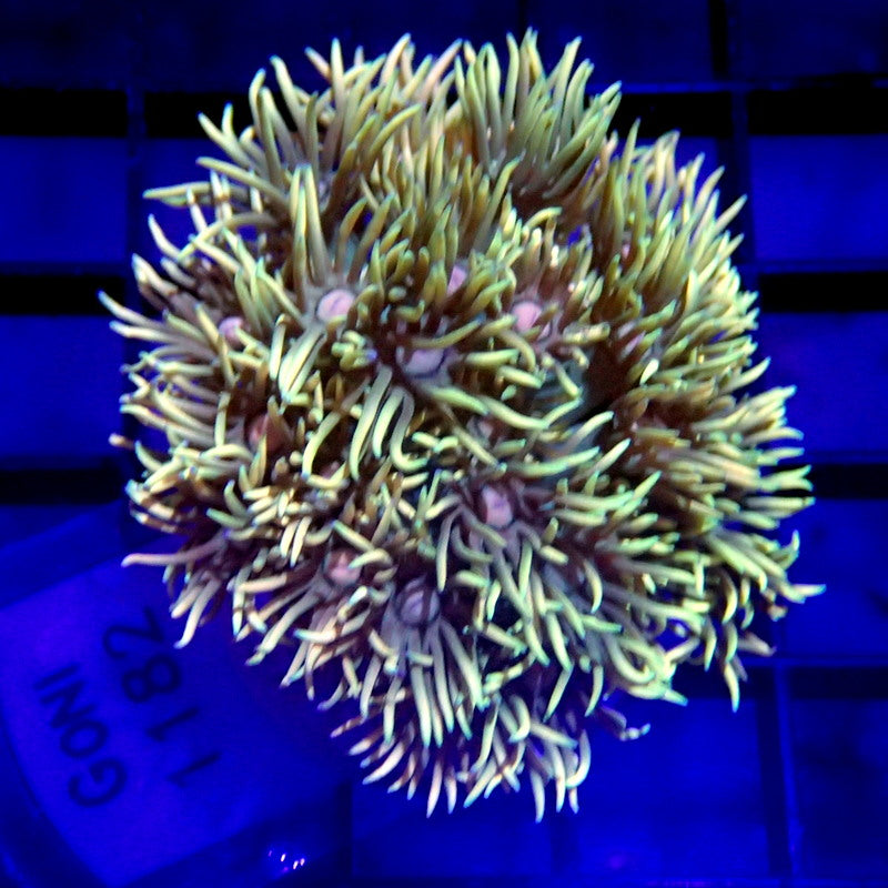 Unique Goniopora Coral Frag WYSIWYG Goni 1182