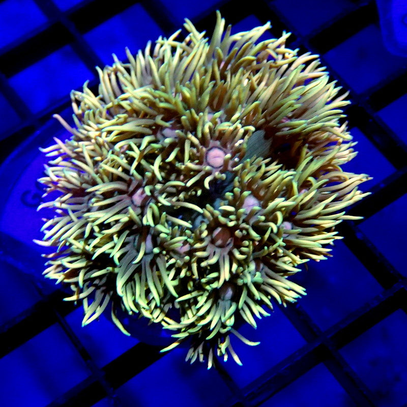 Unique Goniopora Coral Frag WYSIWYG Goni 1182