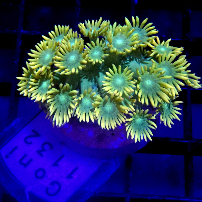 Yellow & Green Goniopora Frag WYSIWYG Goni 1132