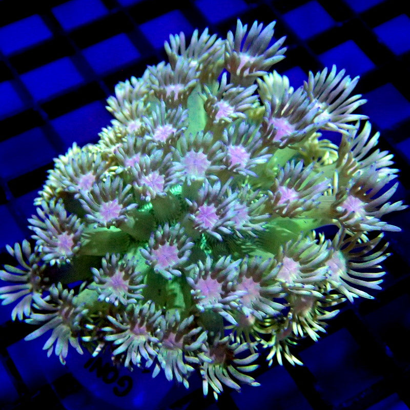 ULTRA Goniopora Coral WYSIWYG Goni 1231