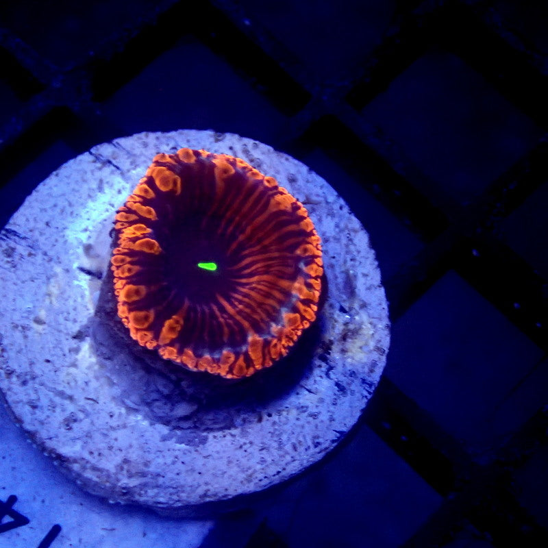 ULTRA Red & Blue Blastomussa WYSIWYG Blasto 1141