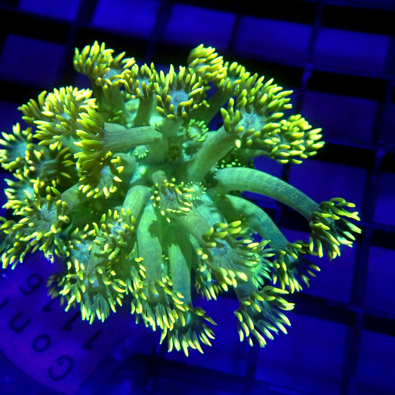 LONG Tentacle Green Goniopora WYSIWYG Goni 1116