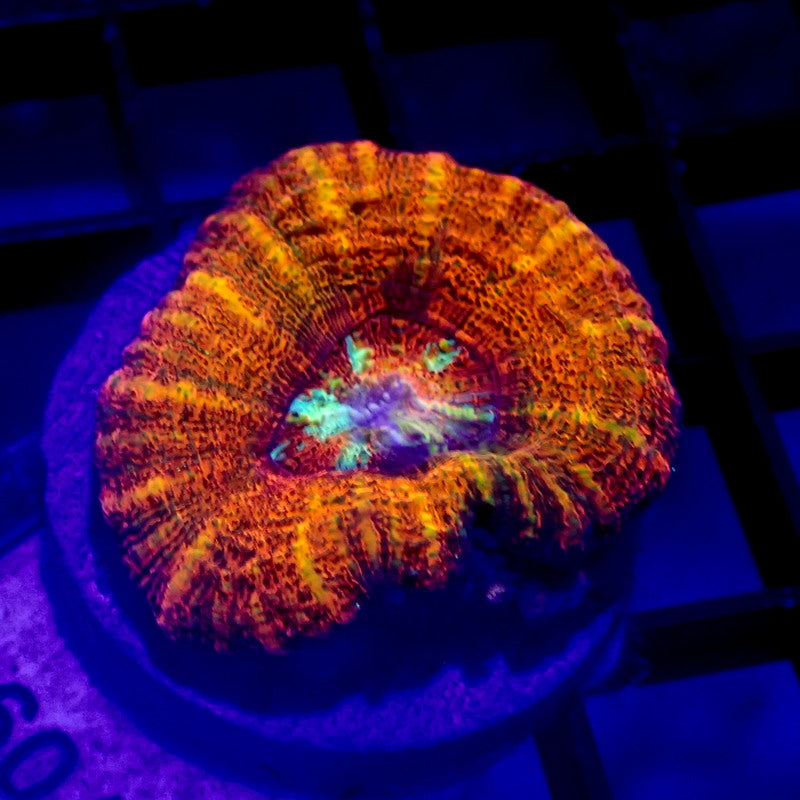 Red Asian Acan Maxima WYSIWYG K7099