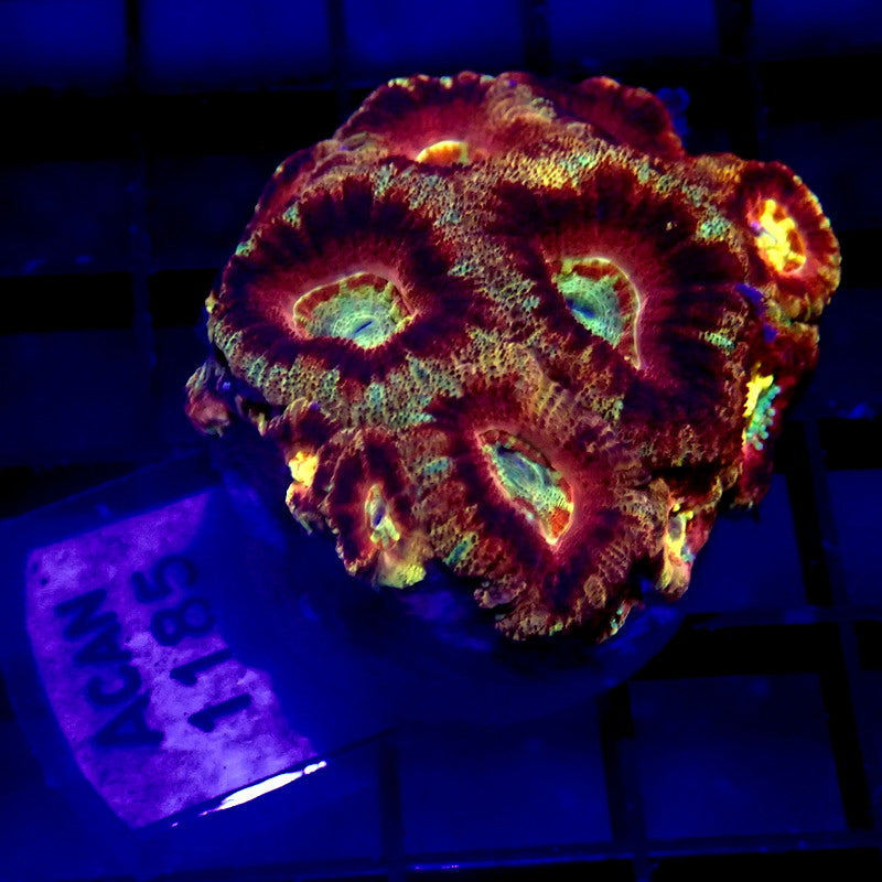Red Asian Acan Large Frag WYSIWYG Acan 1185