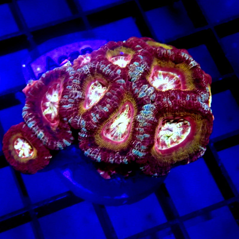Asian Acan Mini Colony WYSIWYG Acan 1109