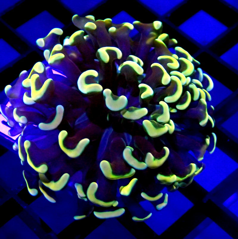 Gold Malaysian Hammer Coral WYSIWYG Hammer 1147